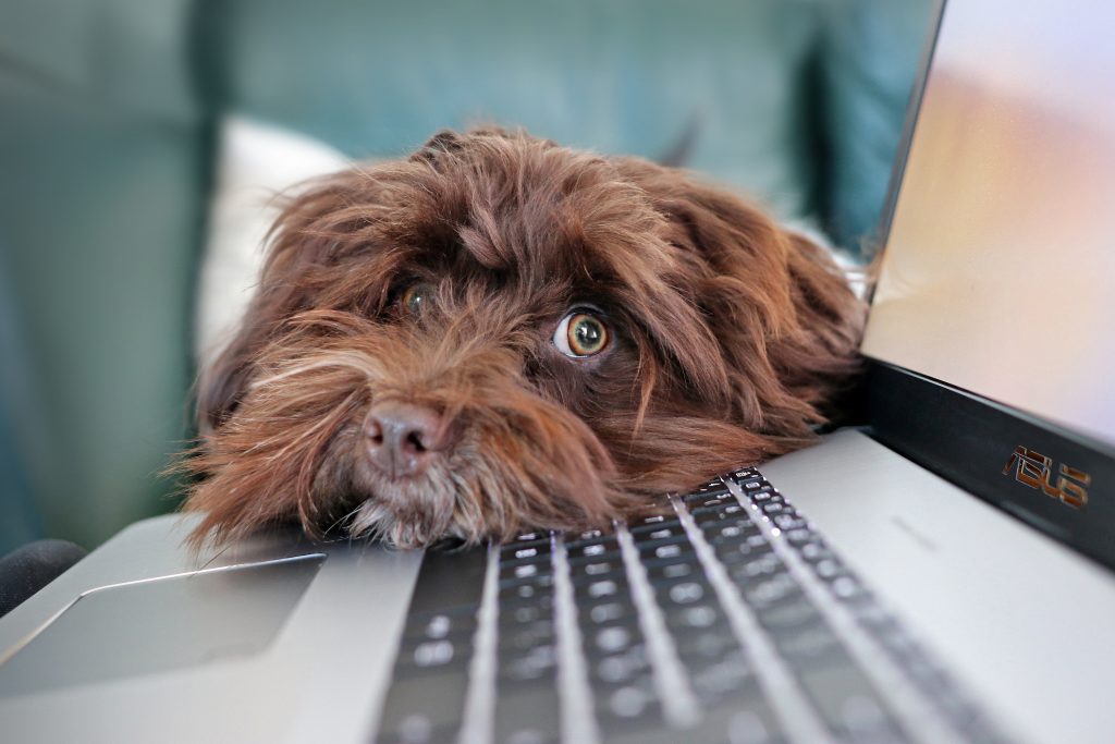 Dog resting on a laptop keyboard while someone works on Boxing Day