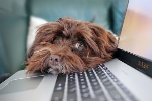 Dog resting on a laptop keyboard while someone works on Boxing Day